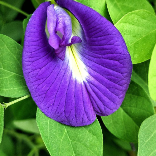 Butterfly Pea fiore